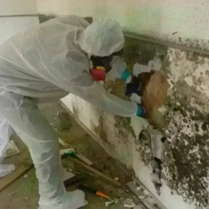 Mold Remediation and Removal in Palm Beach, FL